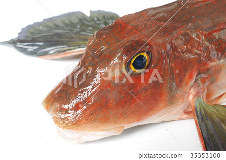 A high-quality white fish that walks on the seabed with legs that have developed a burdock head brow 35353100