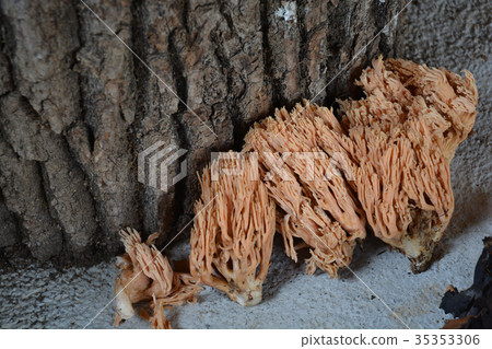 Coral fungus Coral fungus 35353306