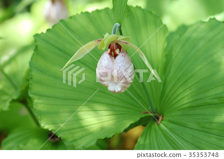 Clovegrass Wildflower Flower Clovegrass Wildflower Flower 35353748