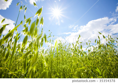 harvest harvest 35354378
