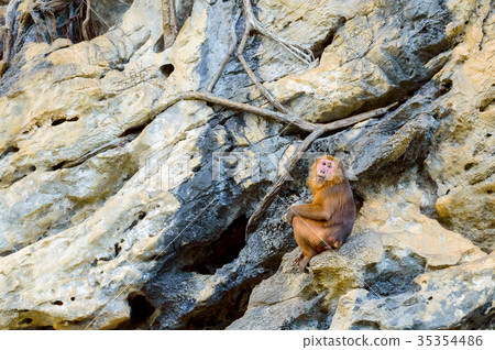 Monkey on cliff at Pa Hin Ngam National Park Monkey on cliff at Pa Hin Ngam National Park 35354486