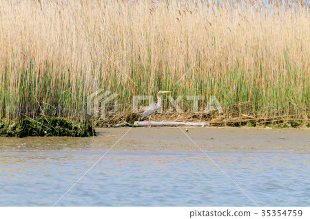 Purple heron close up.Po river lagoon Purple heron close up.Po river lagoon 35354759