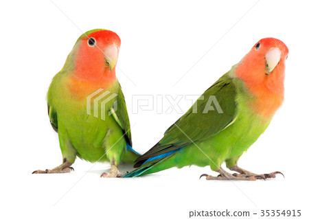 lovebird 35354915