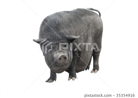 Vietnamese pig 35354916