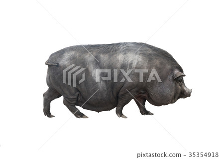 Vietnamese pig 35354918