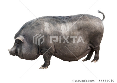 Vietnamese pig 35354919