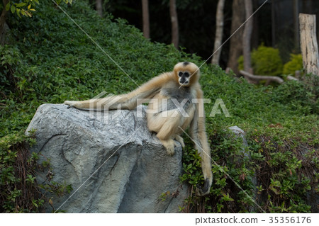 Monkey on a stone Monkey on a stone 35356176