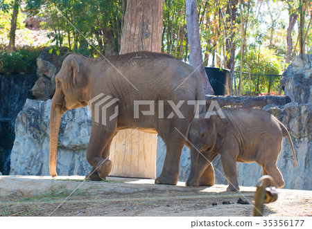 The little elephant with mother The little elephant with mother 35356177