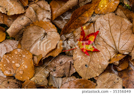 Background material Falling leaves getting wet 35356849