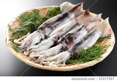 烏賊 35357567
