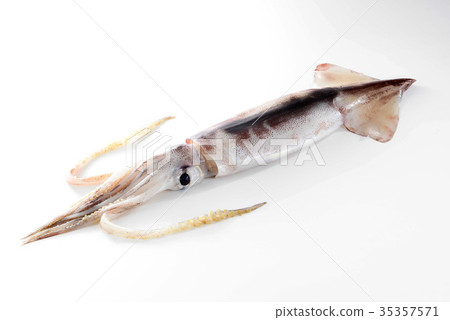 烏賊 烏賊 35357571