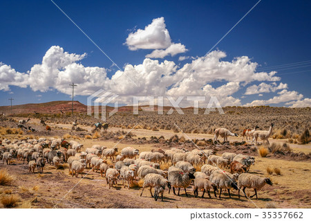 Herd of sheeps 35357662