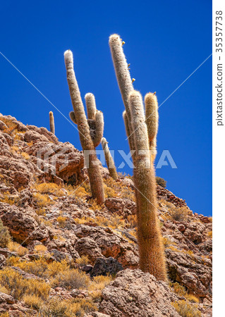 Bolivian cactuses on a mountain slope 35357738