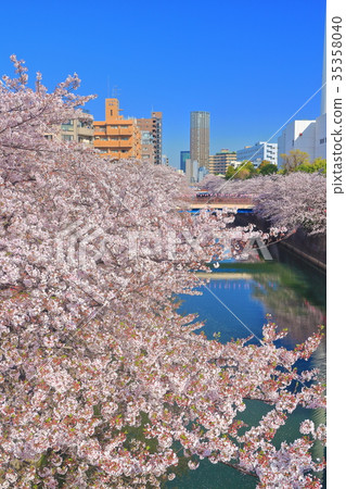 Meguro River in full bloom Meguro River in full bloom 35358040