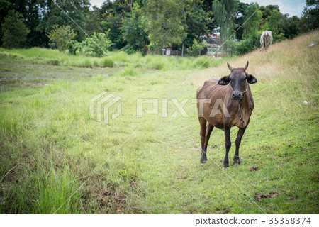 Cow eating grass 35358374
