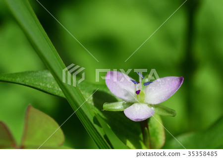 Cute flower Iboksa 35358485