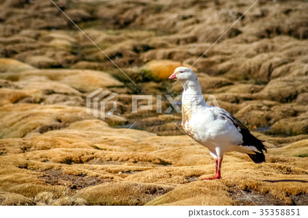 White Andean goose 35358851