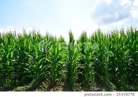 玉米田（圖片） 35359776