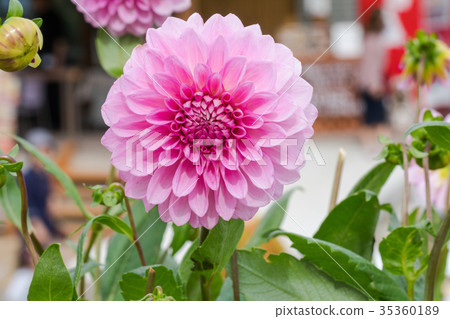 Beautiful pink flower blooming in spring day Beautiful pink flower blooming in spring day 35360189