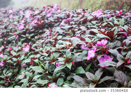 Purple flowers in rainy season. Purple flowers in rainy season. 35360488