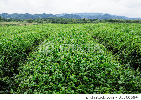 tea farm with the nature. 35360584
