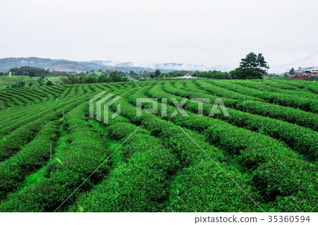 tea of nature green. 35360594