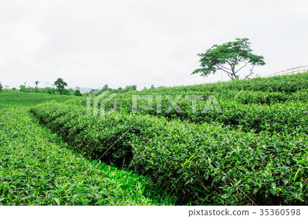 Tea plantations and green of nature. Tea plantations and green of nature. 35360598