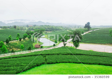 Tea plantations and pathways. 35360599