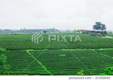 tea plantations and the sky. 35360600