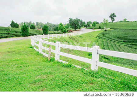 White fence on tea farm. White fence on tea farm. 35360629