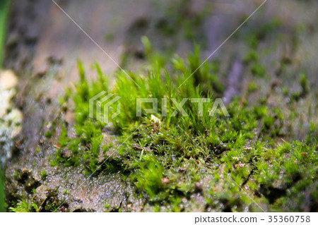 苔蘚青苔綠色苔蘚植物的微觀觀 苔蘚青苔綠色苔蘚植物的微觀觀 35360758