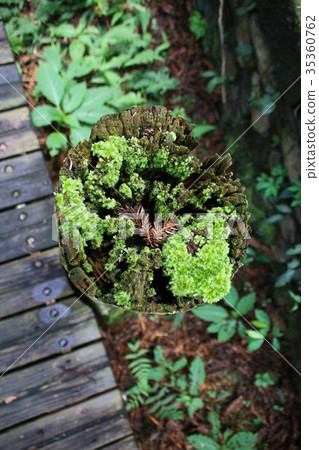 苔蘚青苔綠色苔蘚植物的微觀觀 35360762