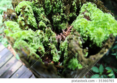 Moss moss, green moss, moss plant microscopic view Moss moss, green moss, moss plant microscopic view 35360765