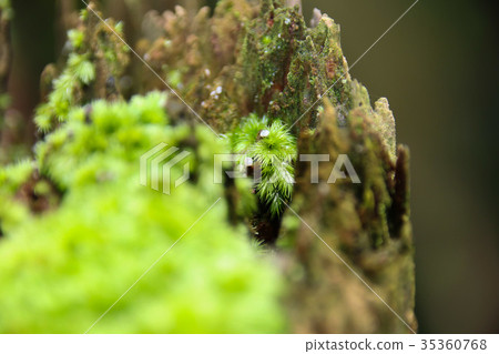 苔蘚青苔綠色苔蘚植物的微觀觀 35360768