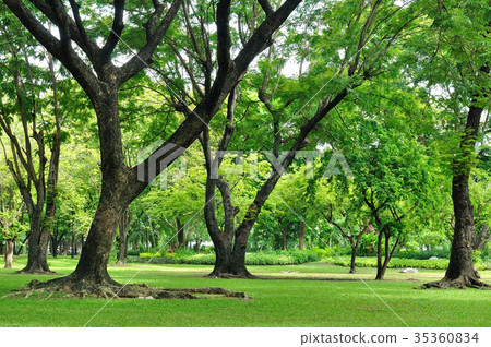 Big trees growth in garden 35360834