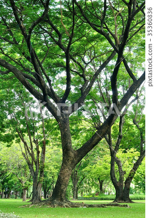 Big trees growth in garden 35360836