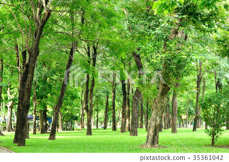 Big trees growth in garden, fresh health 35361042