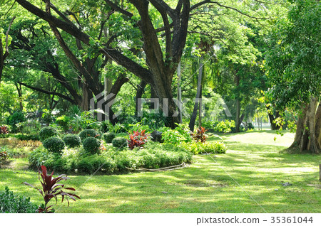Big trees growth in garden, fresh health 35361044