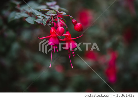 Close up on fuchsia  leaf, top view 35361432