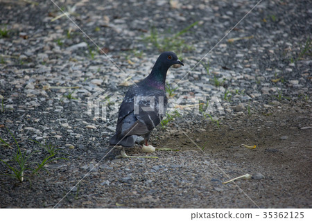 One Pigeon on Floor One Pigeon on Floor 35362125
