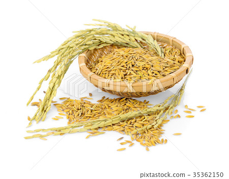 paddy rice on white background 35362150