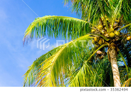Palm tree 35362494