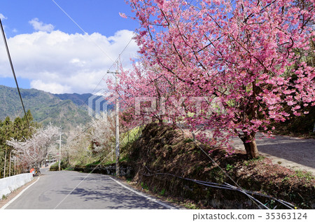櫻花大道, Cherry blossoms,Sakura 35363124