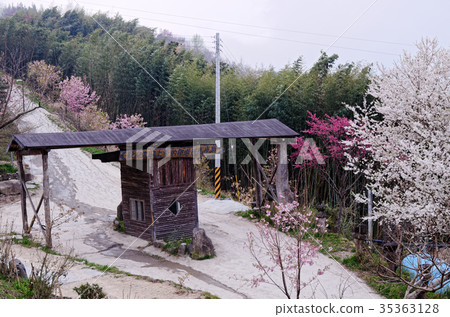 司馬庫斯 大門,Cherry blossoms,Sakura 35363128