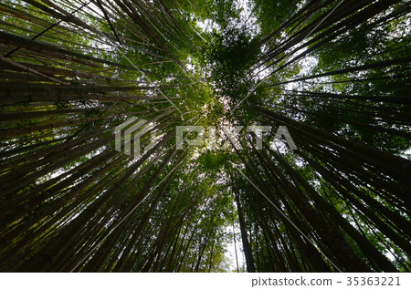 竹林，竹林 35363221