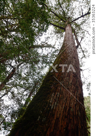 神聖的樹，巨樹，神聖的樹 35363224