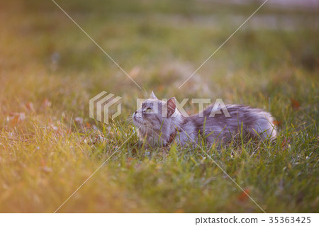 fluffy light gray cat sitting in green grass 35363425