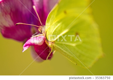 brimstone butterfly on vetch flower 35363750