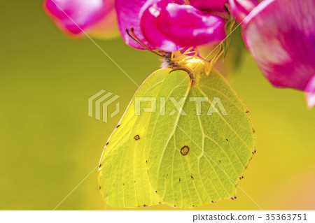 brimstone butterfly on vetch flower 35363751