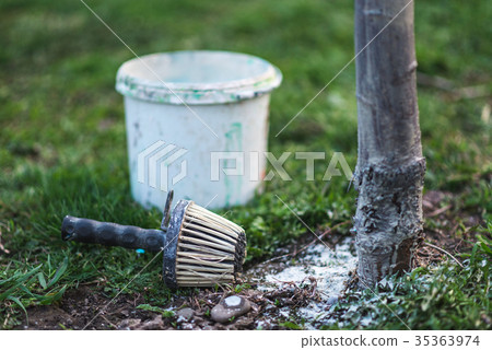Spring whitewashing of trees, protection, Ukraine Spring whitewashing of trees, protection, Ukraine 35363974